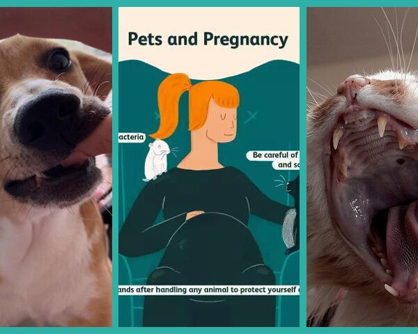 Mordeduras en gestantes