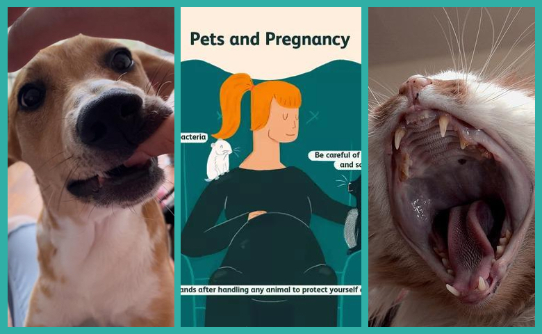 Mordeduras en gestantes